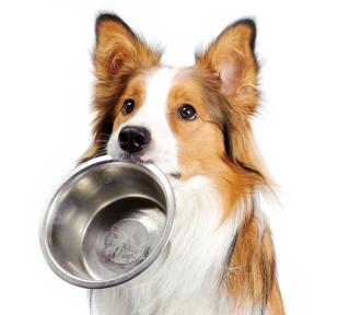 "Farmina": maistas šunims, kokybė ir skanus