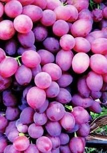 Murometo vynuogės