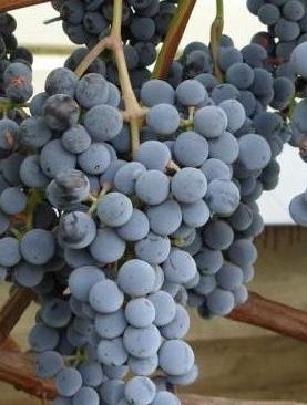 Murometzo vynuogių įvairovė