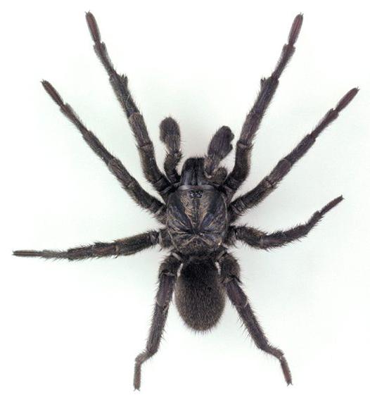 Įdomu, ką supranta didieji juodieji vorai? Atsikratykite savo atmintyje