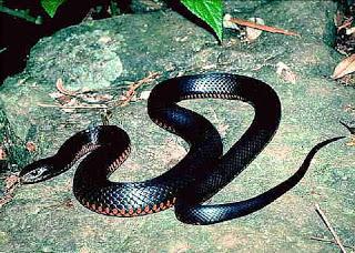 ką sapnuoja apie juodosios gyvatės?