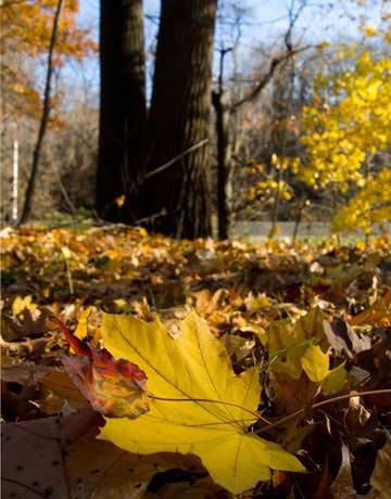 Kodėl lapai rudenį tampa geltoni? Mes suprasime!