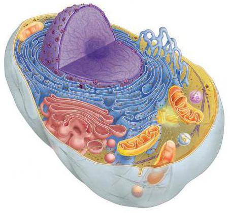 Vacuole yra ertmė, užpildyta ląstelių sūra
