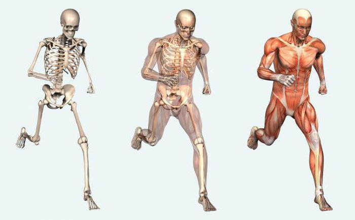 Skeleto-raumenų sistema: funkcijos ir struktūra. Žmogaus raumenų ir kaulų sistemos raida